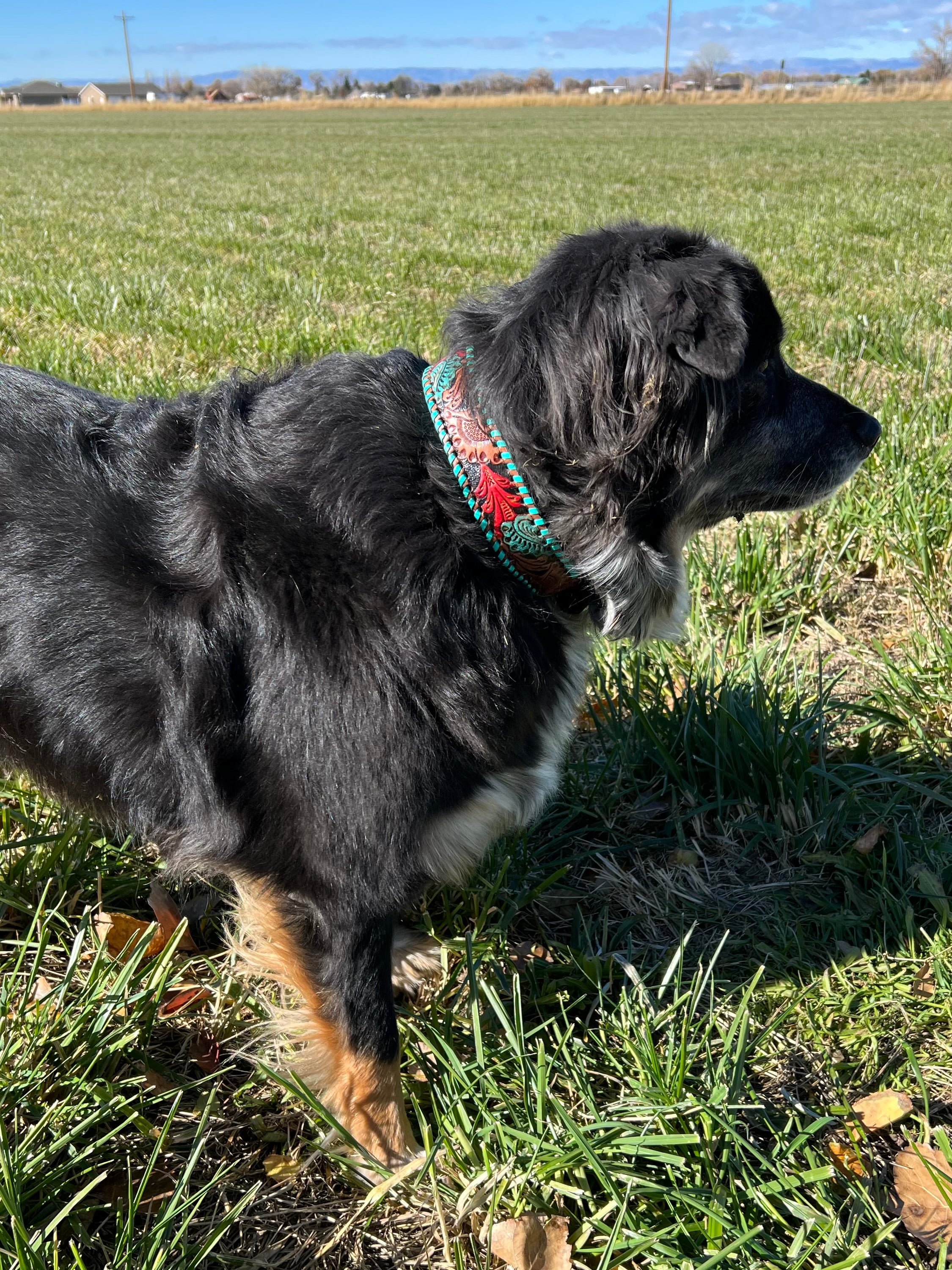 Hand Tooled Dog Collar